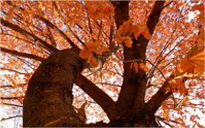 卡密渠道靠谱的电话轰在线轰炸免费软件